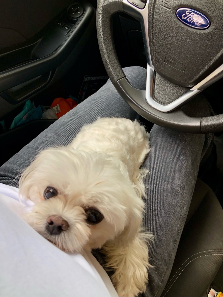 Знакомьтесь, это Коврик!❤ Сын моей подруги и мой любимый мужчина!🤗 Он часто путешествует с нами)