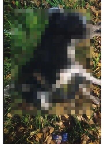    Фото: ЧП Кострома Вк