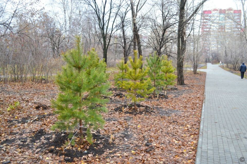    Парк "Юбилейный". Источник: barnaul.org