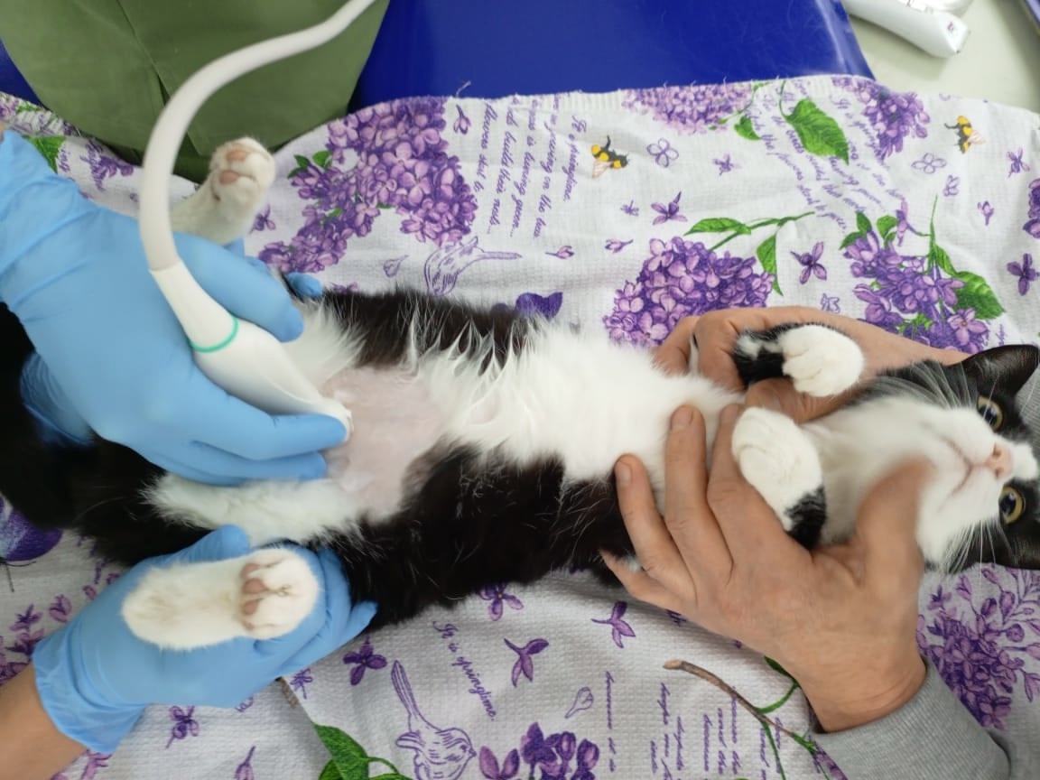 УЗи показало, что с почек исчезла одна киста. Этот факт обнадёживает.