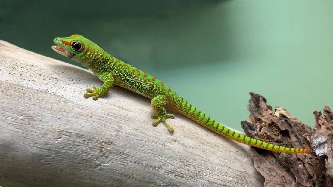     Источник: primocean_aquarium