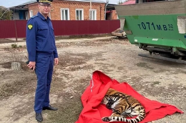    Что стало с тигрицей Лаурой, которая жила в обычном сарае на Кубани?