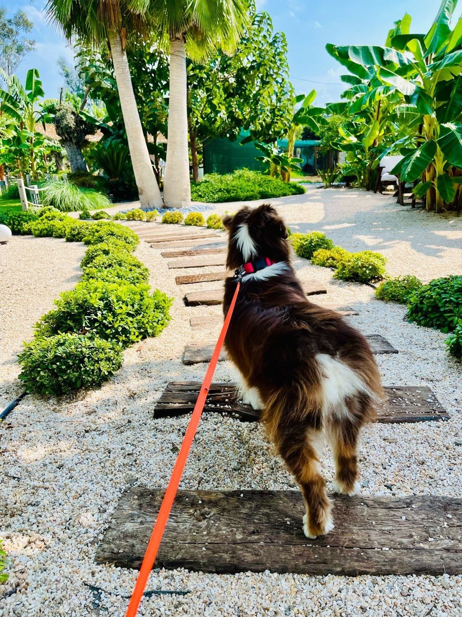 Джамайка с владельцами проживала в апартаментах на эко-ферме на окраине курорта Кемер, Турция. Апартаменты находились на третьей линии от моря, но это было скорее преимуществом. Тишина, спокойствие, после шумной Москвы-это то чего не хватало. 