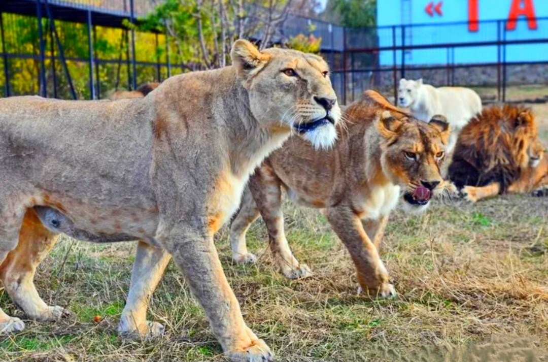 Парк Львов Тайган