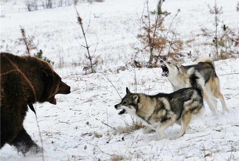 Западносибирская лайка: Советское чудо. В чём особенность легендарной отечественной породы?