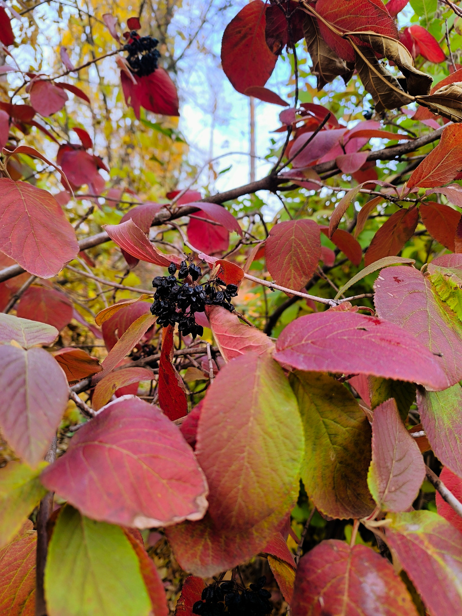На территории посёлка НИИ Юго-Востока. Фото автора канала. 