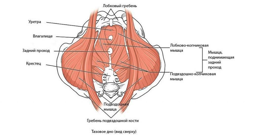 Мышцы тазового дна - анатомия и функции