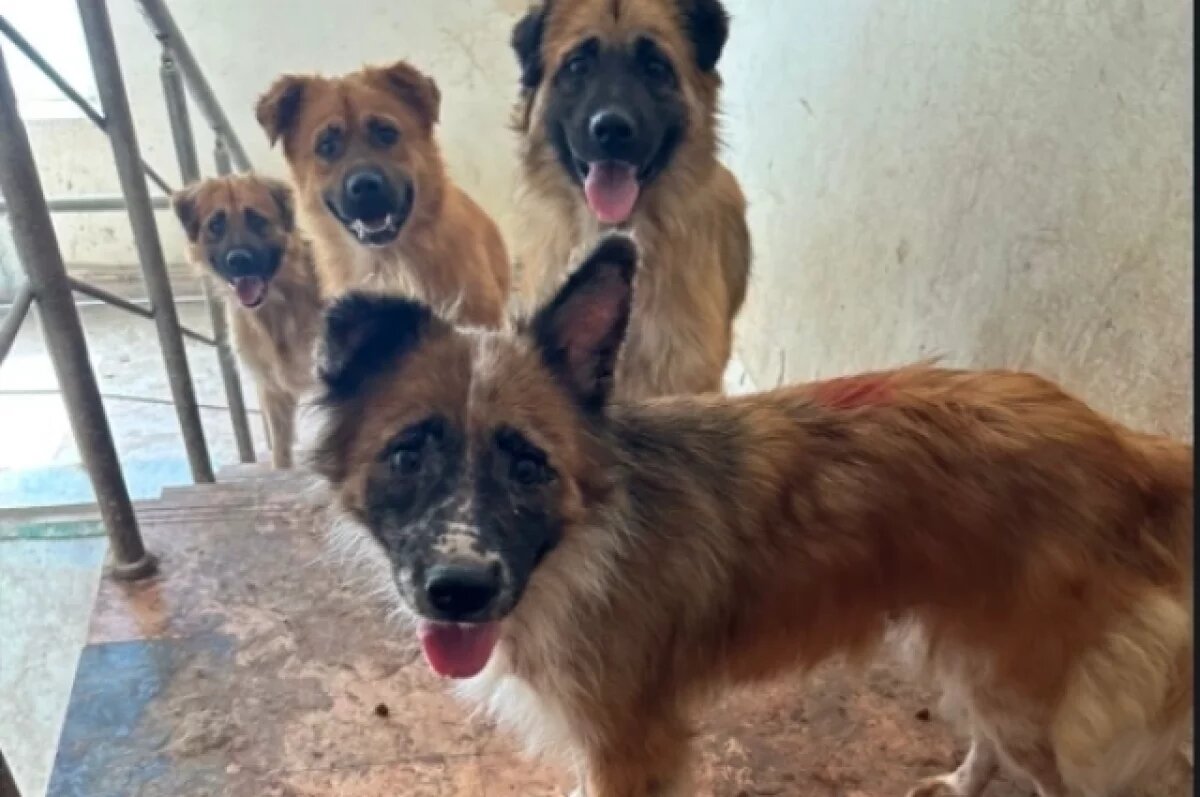    Женщина закрыла десятки собак в помещении.