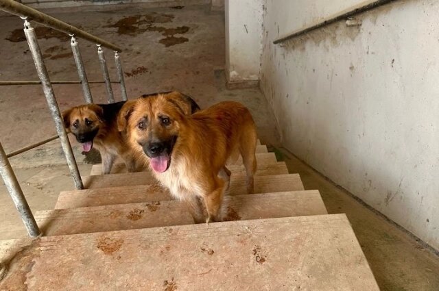    Некоторые собаки никогда не были на улице. Фото: личный архив/ Александр Никулин.