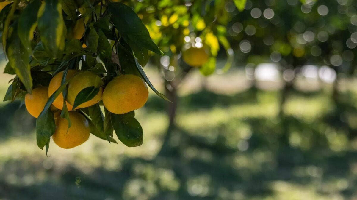 © Government of Ajara