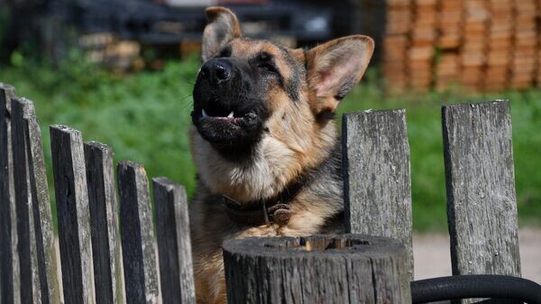    © Sputnik / Виктор Толочко