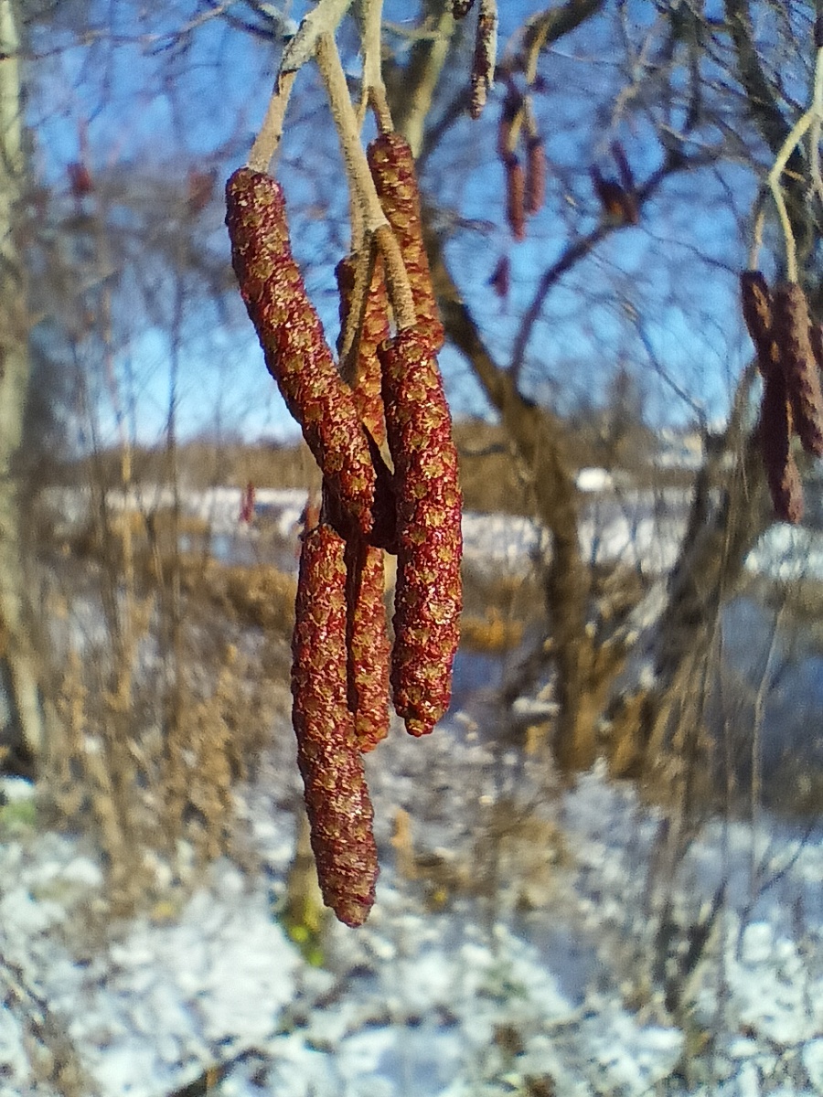 Серёжки ольхи. Похожие на сырокопчёные охотничьи колбаски)))