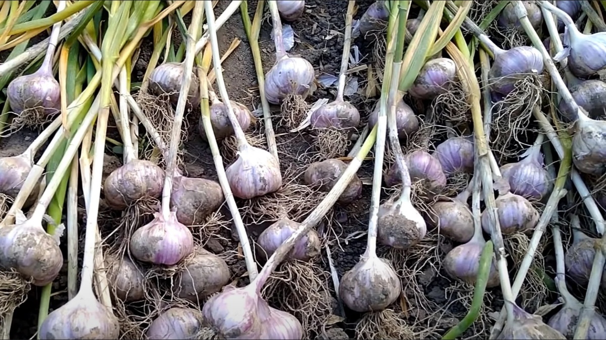 Как сохранить лук и чеснок до нового урожая?