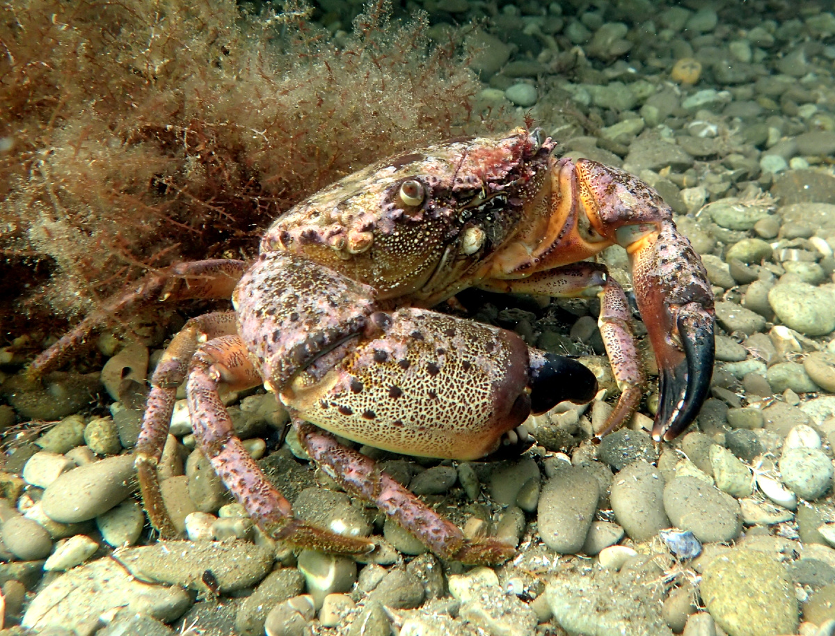 Каменный краб. Заповедник "Утриш"