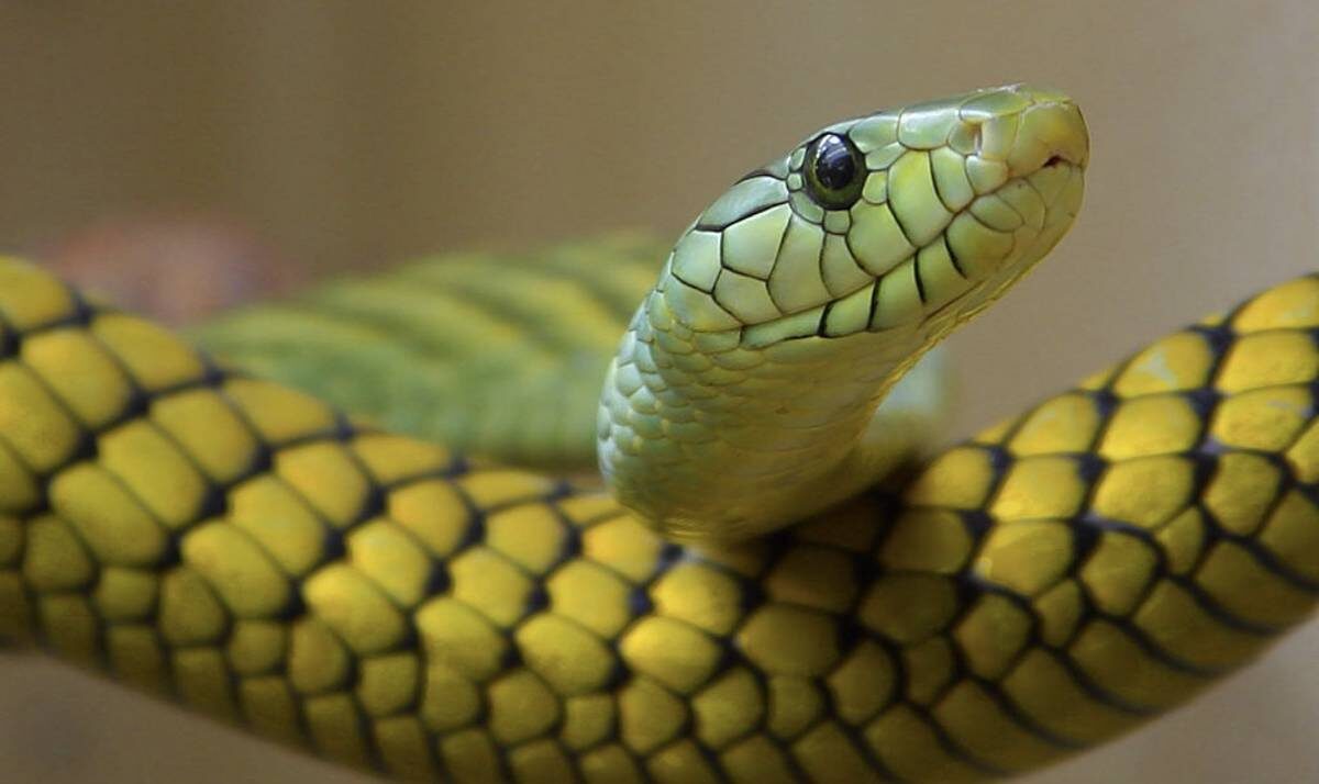    Фото: public domain