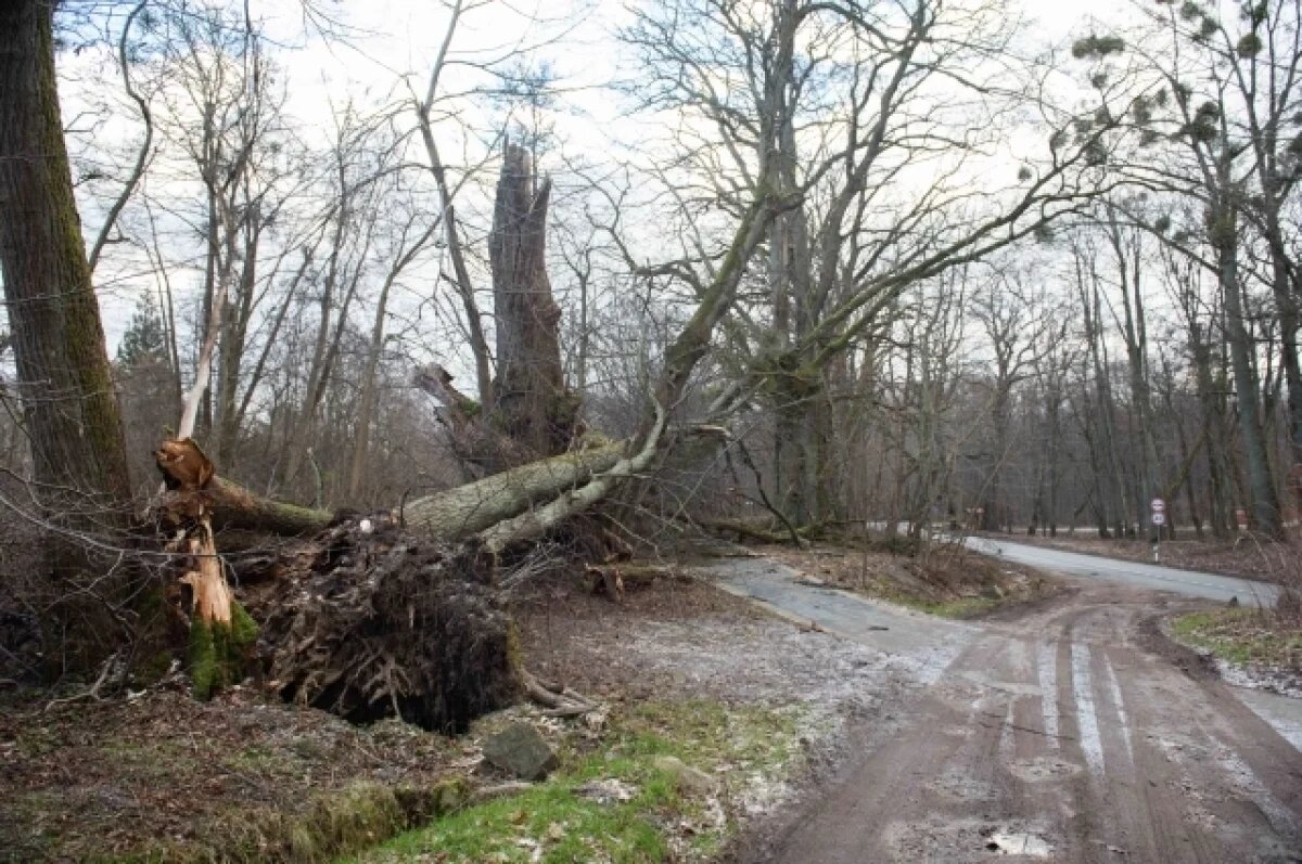    Циклон «Лидия» принесет в Волгоградскую область ветер до штормового