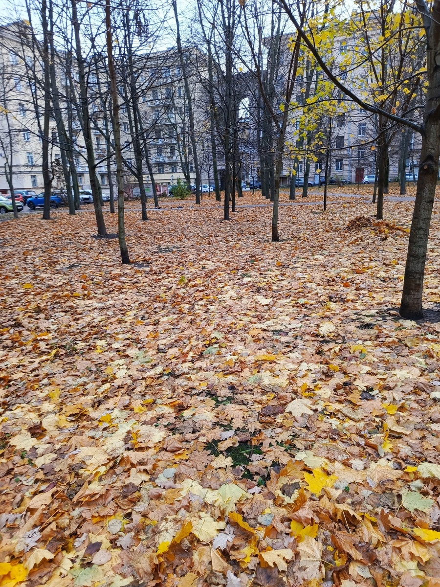 Осенний "ковёр" недалеко от дома