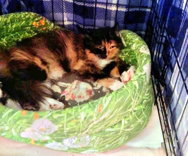 Юленька-Маска в новом домике