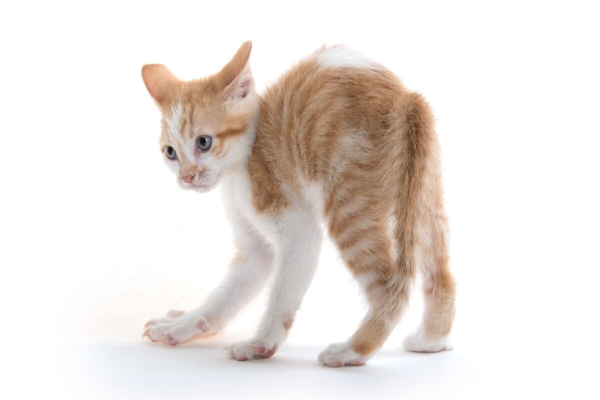 Кошка бегает боком с выгнутой спиной