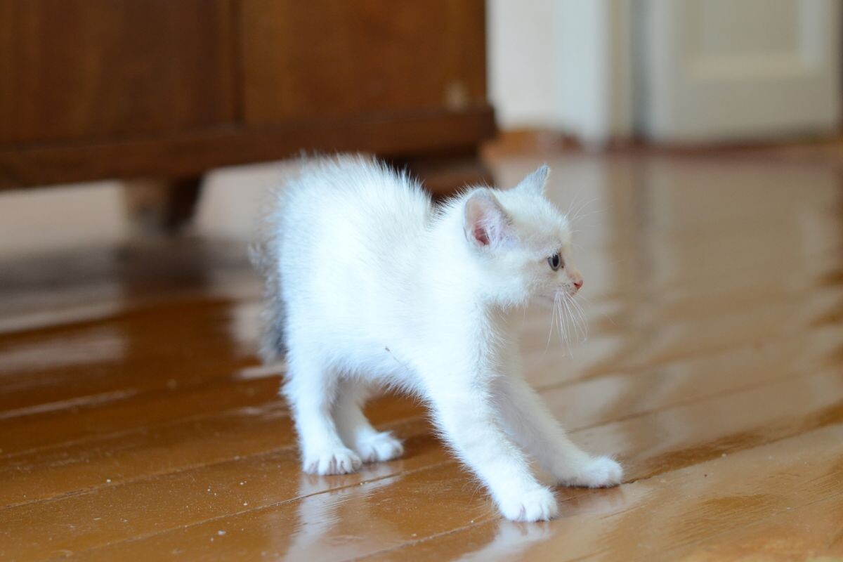 Котенок бегает боком с выгнутой спиной