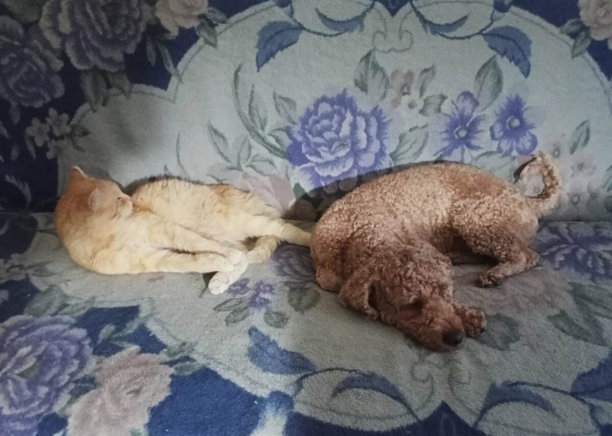 Барсик: - Радость. Румпель: - Радость-радость.