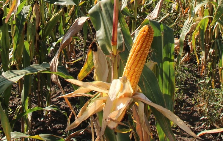    Почему кукуруза на зерно набирает популярность в Алтайском крае