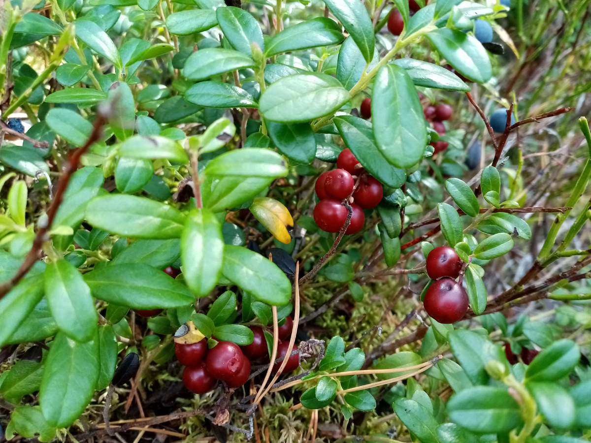 Брусника в октябре, фото автора