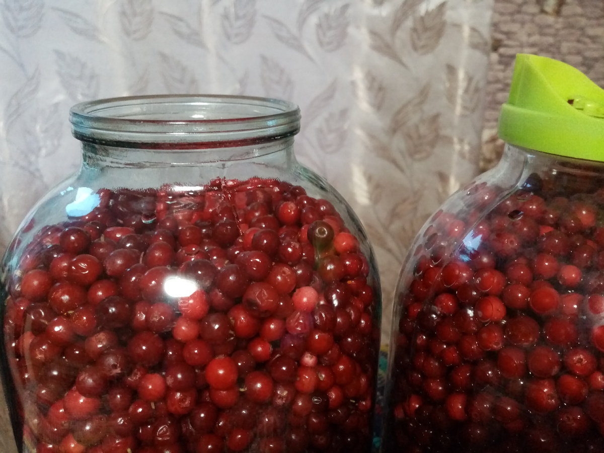 Брусника, фото автора