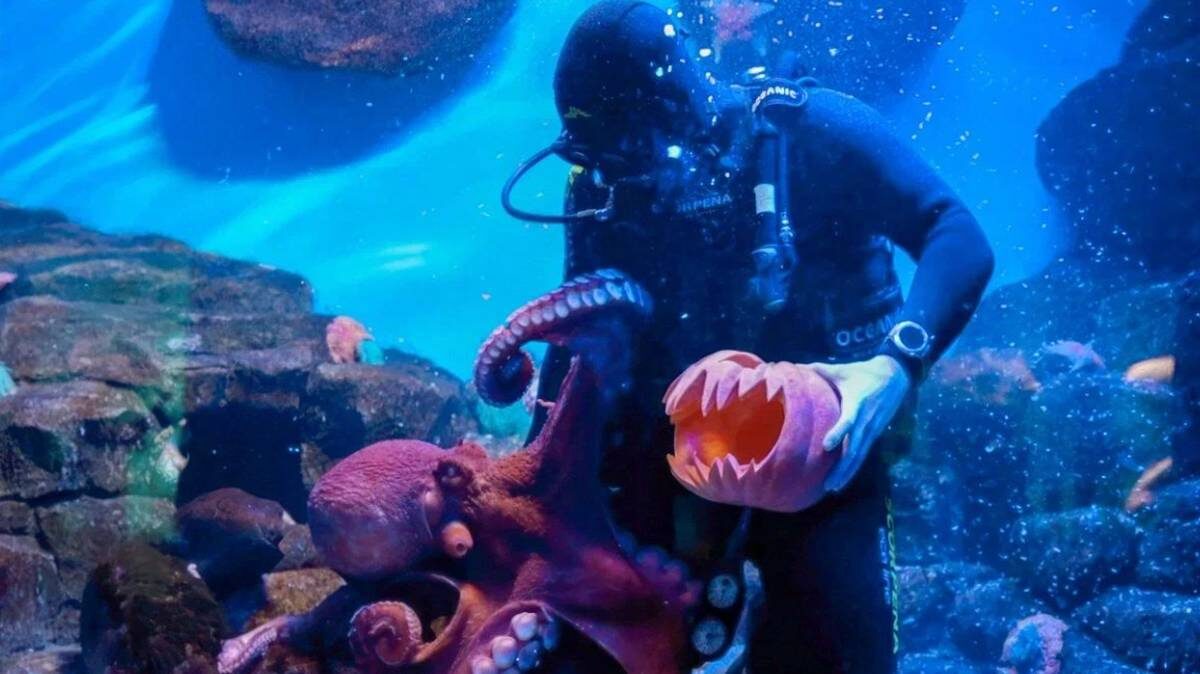    Фото: пресс-служба «Москвариума»