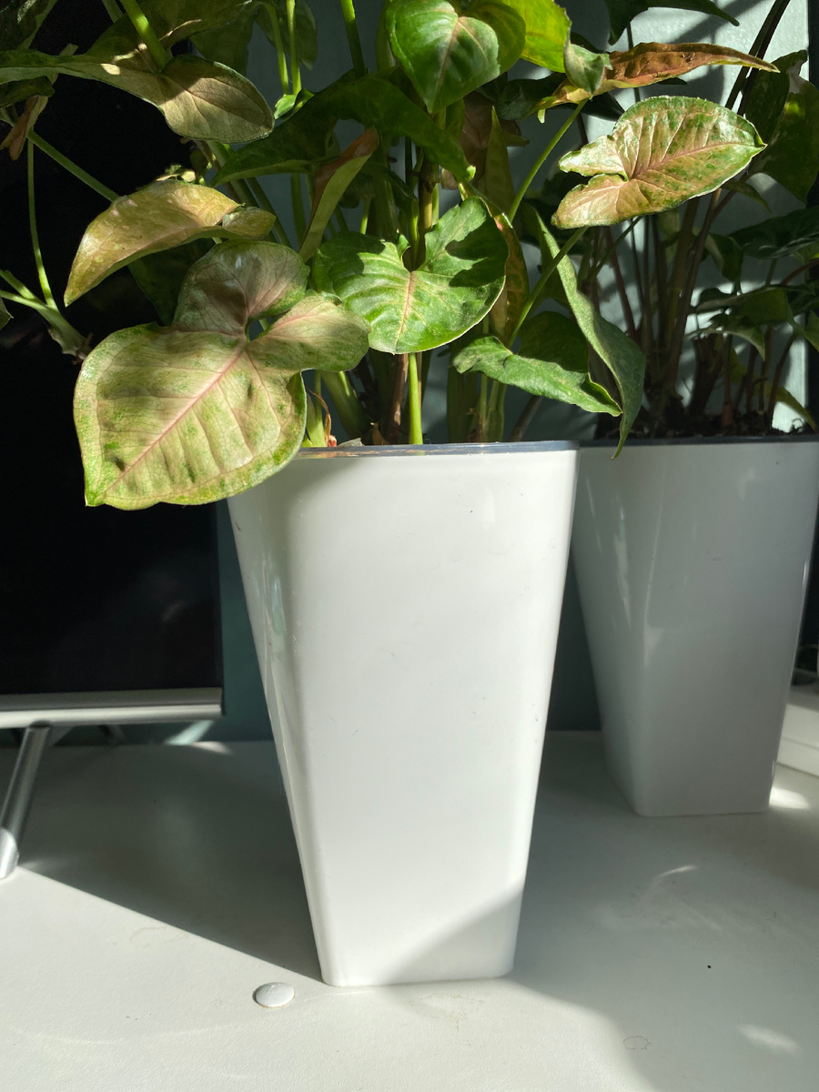 Горшок с фитильным поливом