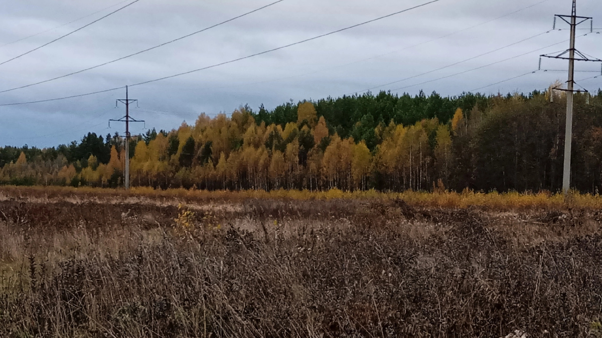 За этим лесом - наш приют.
