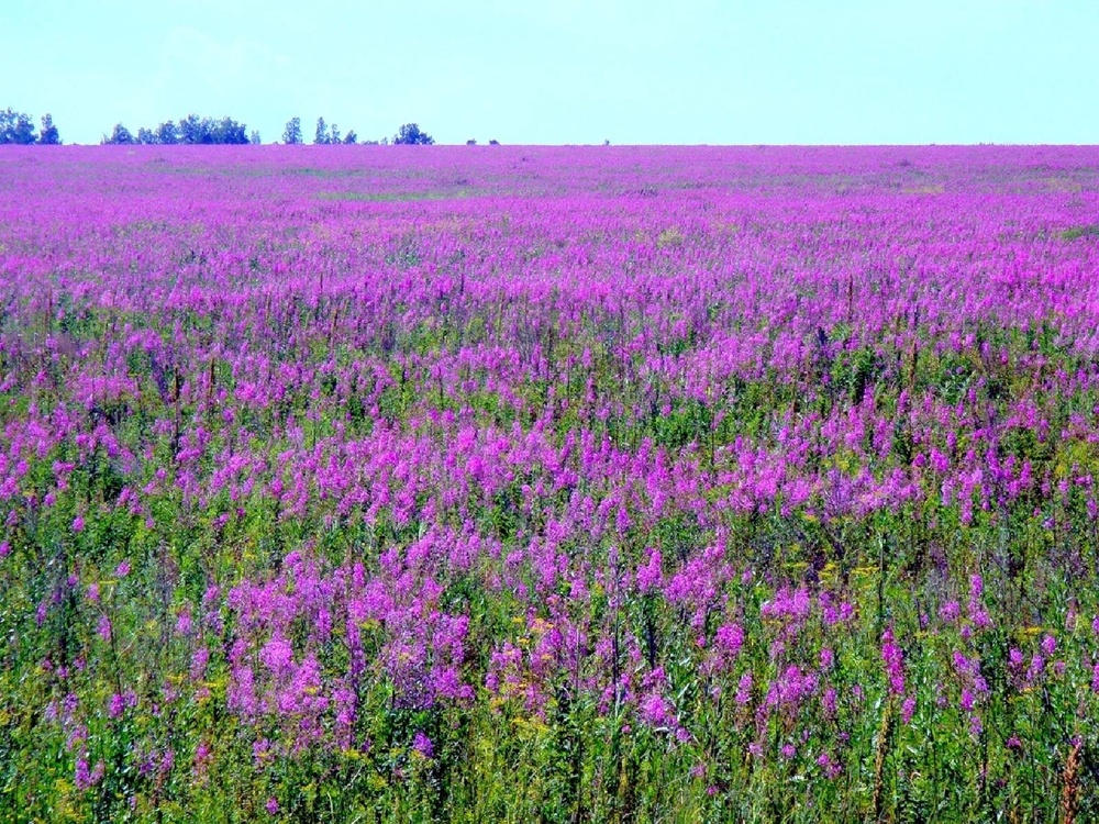 Луг с медоносными цветами (Иван Чай, Кипрей)