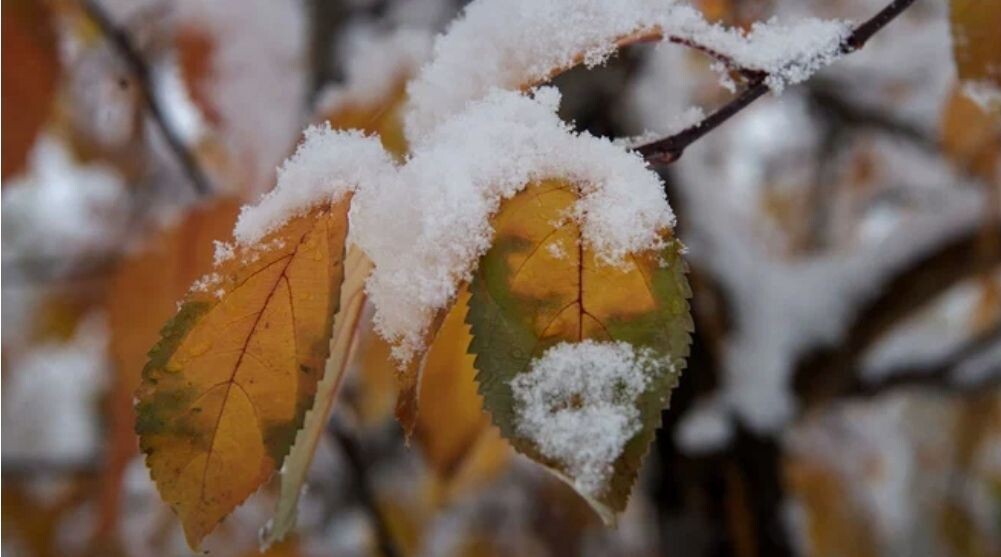    Снег на листьях. Источник: 78.ru Автор фото: Eddie Moore