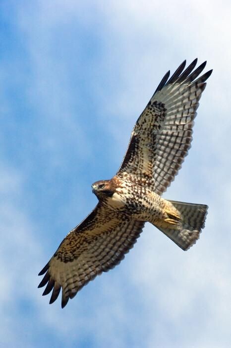 Птица-Сокол видит всё. 