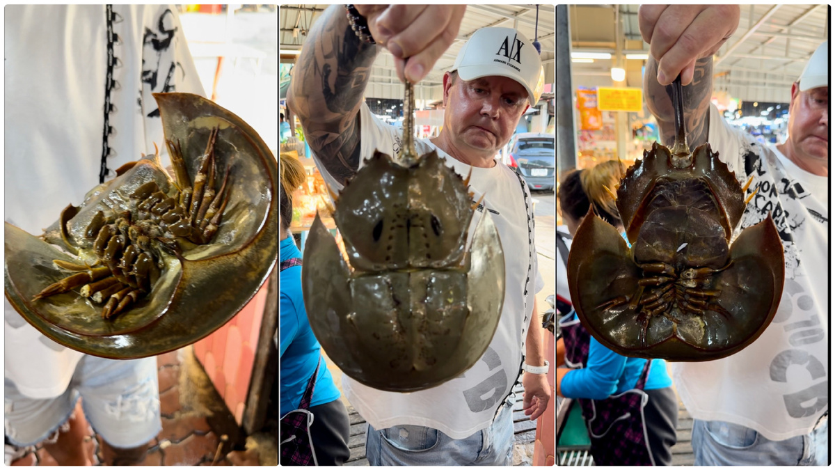 Мы первый раз в жизни увидели мечехвоста. Фото автора.