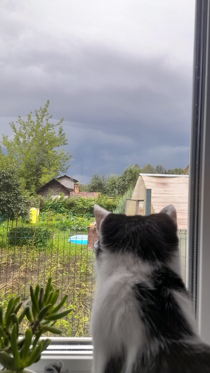 Ещё одно моё "сокровище". К статье отношения не имеет, но все же любят котиков)