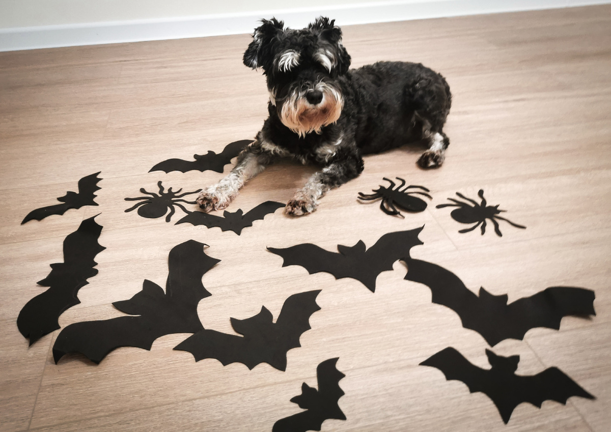 У собаки явно есть вопросики по поводу нашей адекватности