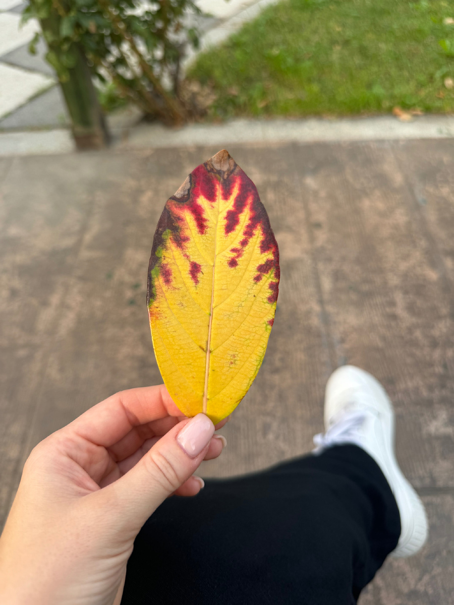 Нашла красивый желтый лист, только один, больше нет😁🙈