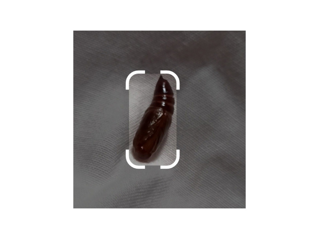 Куколка гусеницы