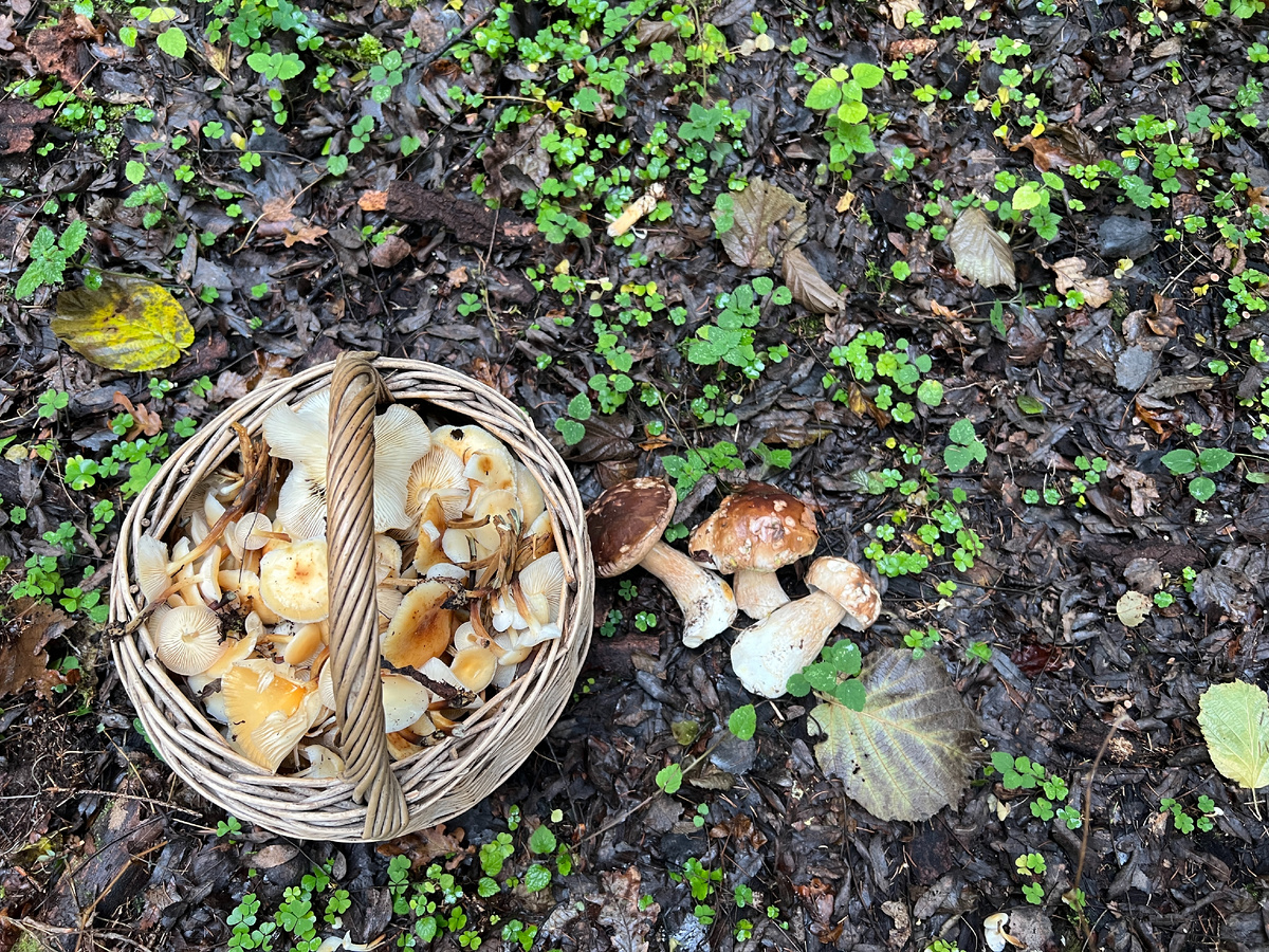 Урожай 29.10.2024