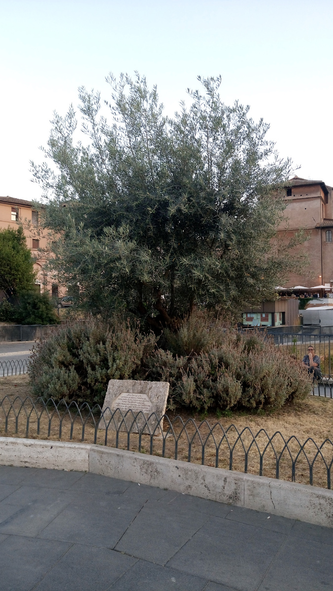 Столетнее оливковое дерево.