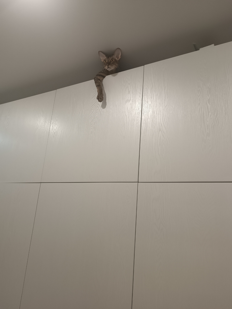 Высоко сижу, далеко гляжу. 