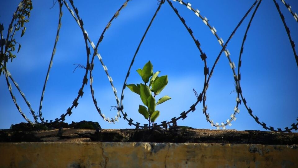    Колючая проволока . Источник: pixabay.com