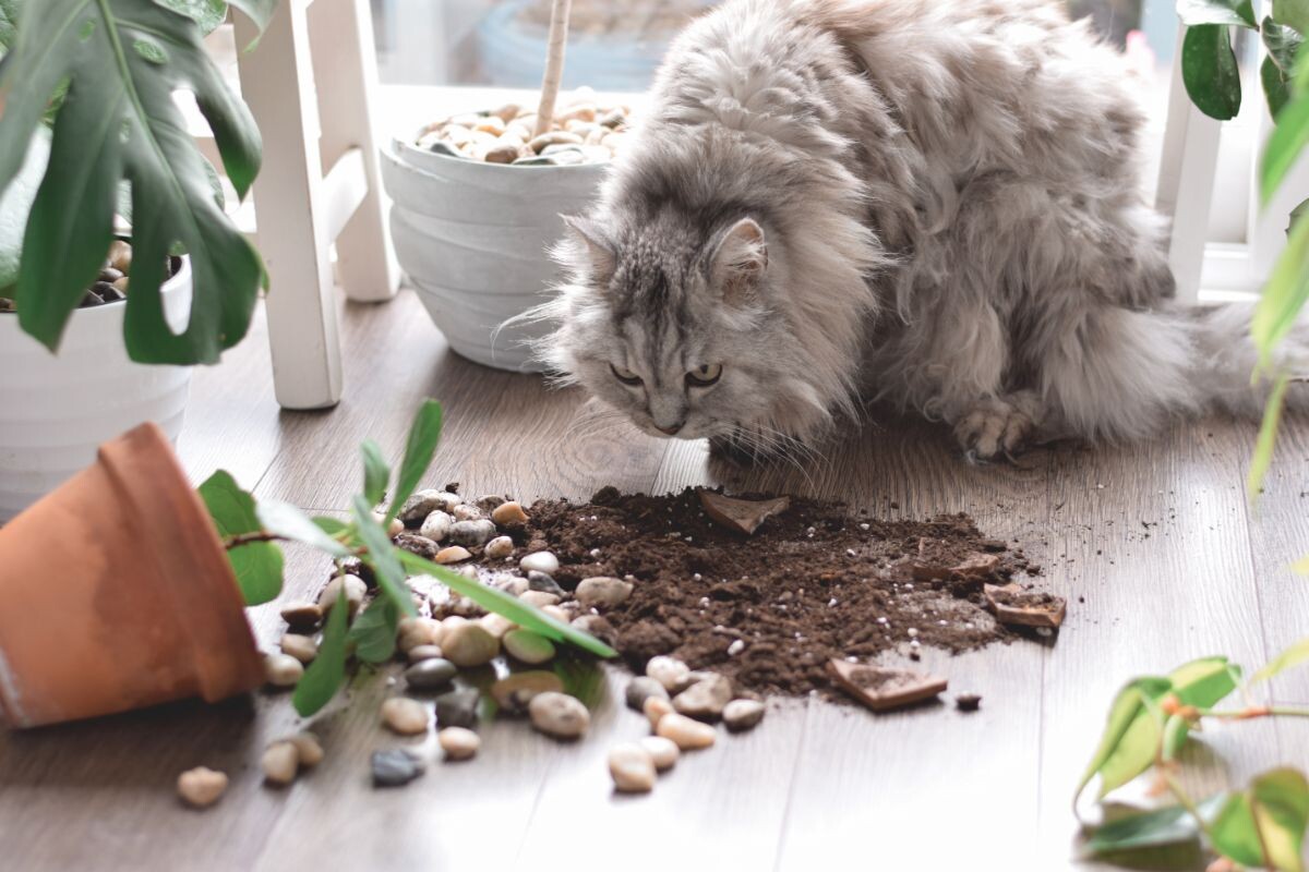 Кот нюхает землю из цветочного горшка