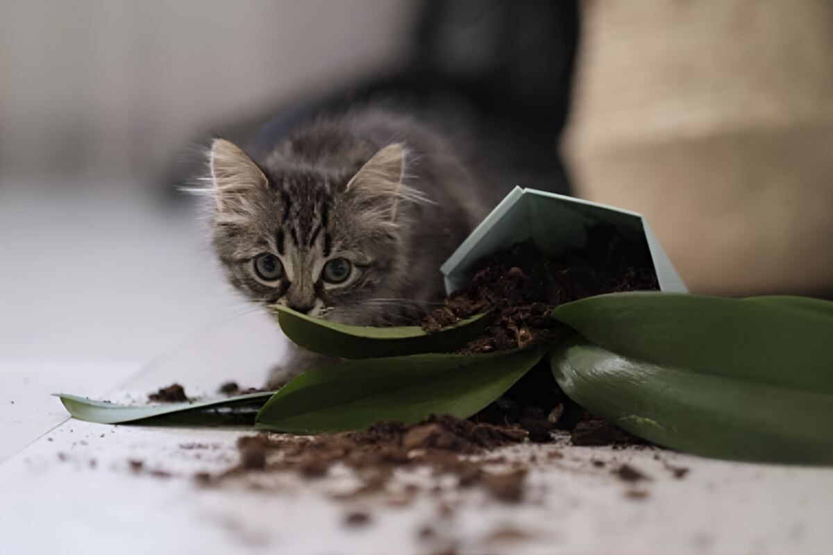 Кот ест землю из горшка