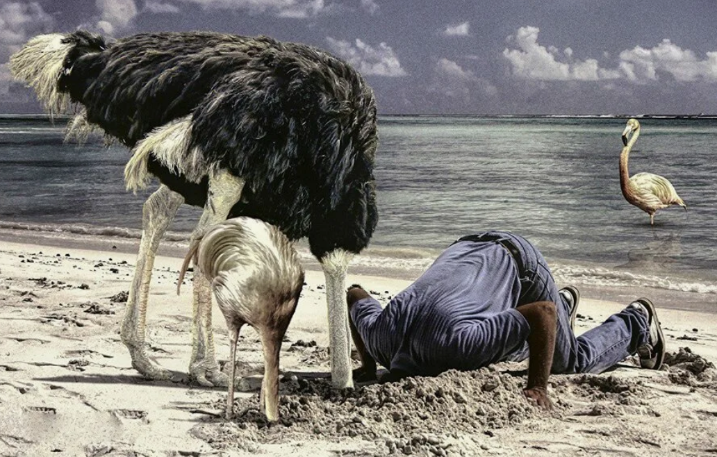 Не будь страусом - вытаскивай голову из песка!