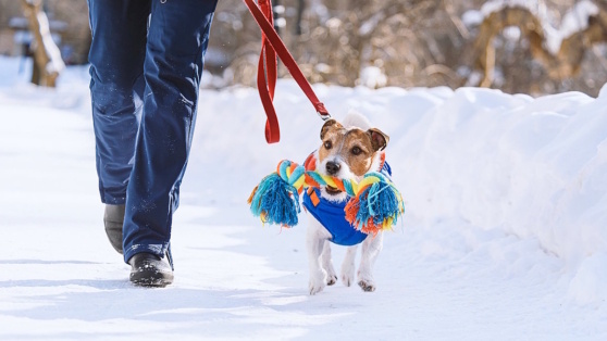    Как помочь собаке пережить зиму: советы кинолога Андрей Бурков