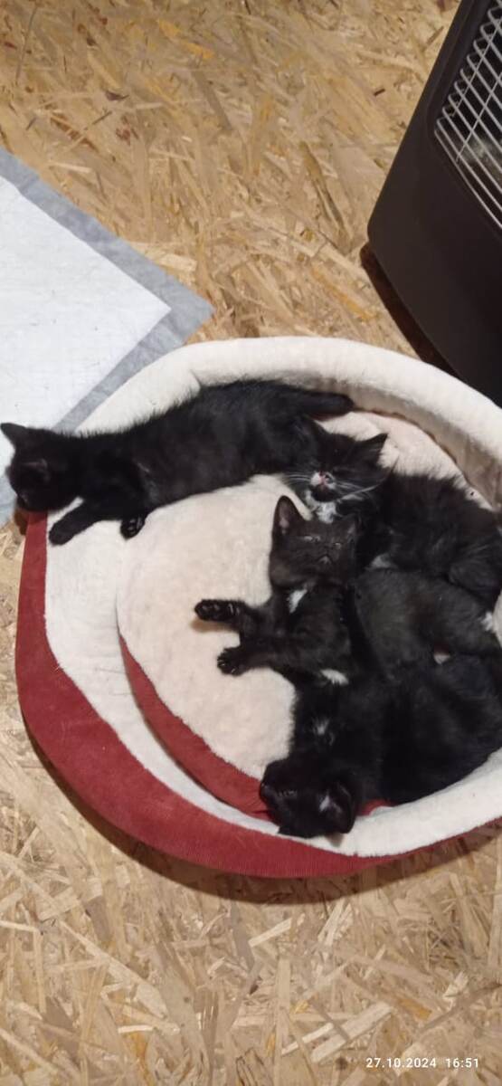 Три девочки и мальчик. 