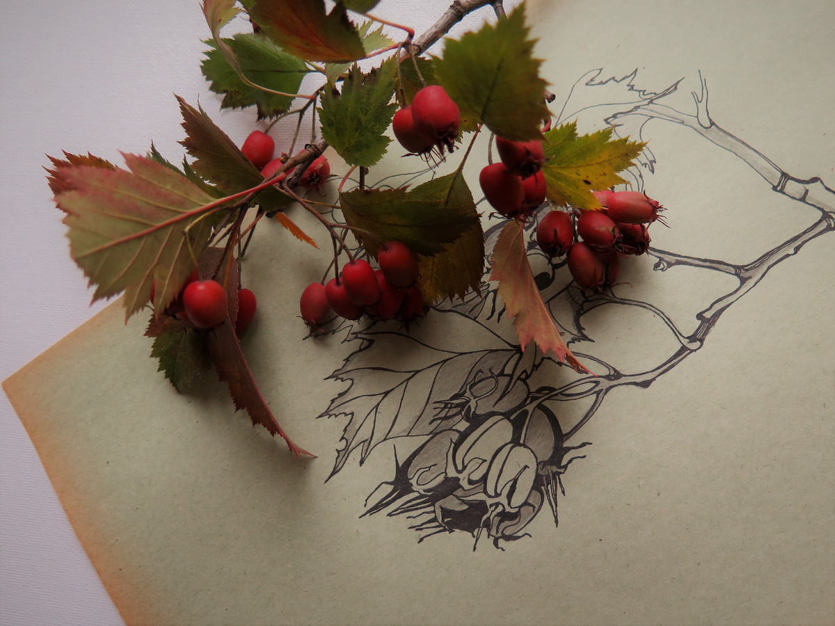 Мои осенние зарисовки.