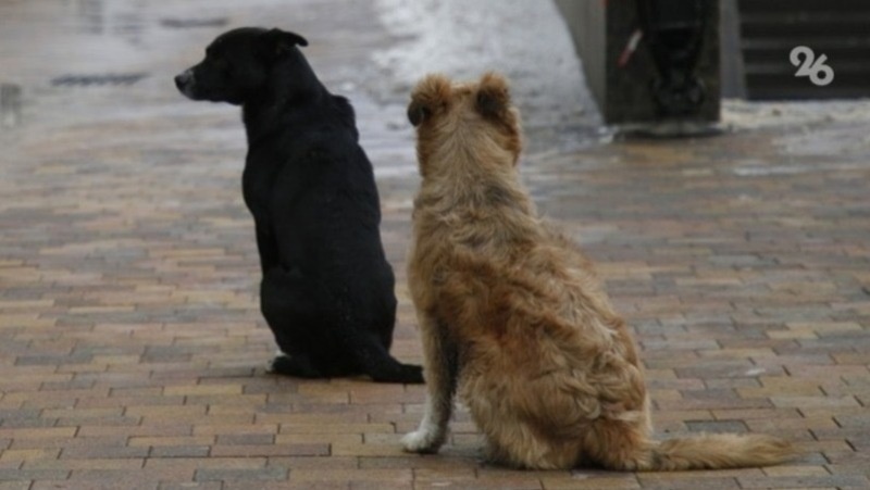      Фото: ИА «Победа26»